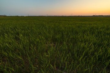 image of green wheat in the field at sunset