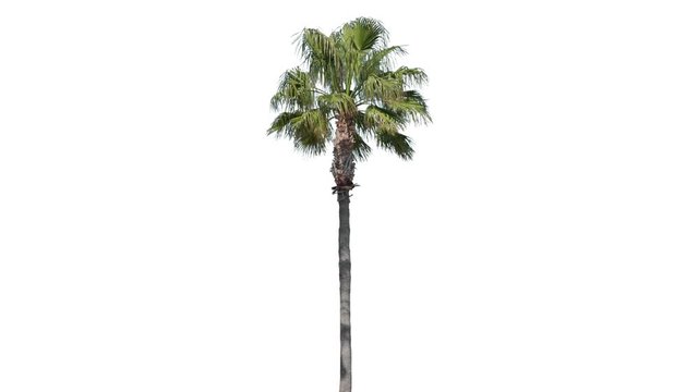 High quality 10bit footage of palm tree on the wind isolated on white background.  Made from 14bit RAW