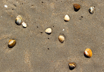 sand on the seashore with shells. summer sea voyage.