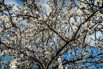 Close-up Macro Photography Almond Blossom Almond Tree in Bloom and Branches of Almond Blossom with Selective Focus Sardinia Countryside