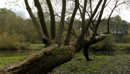 Fallen Tree with Many Branches