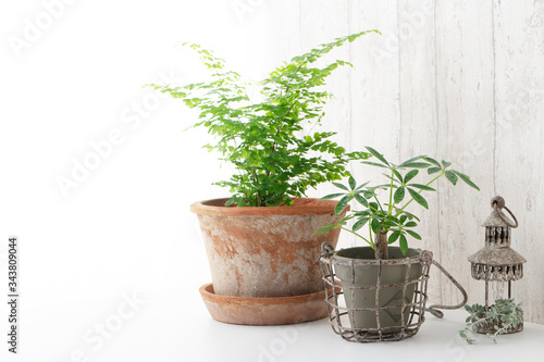 観葉植物 インテリア Wall Mural Wallpaper Murals Chikako Kamitori