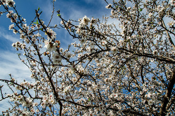 Close-up Macro Photography Almond Blossom Almond Tree in Bloom and Branches of Almond Blossom with Selective Focus Sardinia Countryside