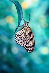 Plakat Closeup beautiful butterfly in a summer garden
