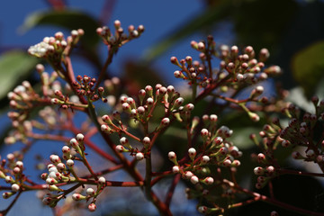 Photinia Glanzmispel