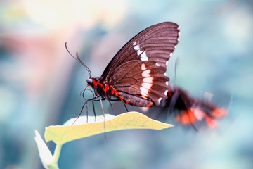 Fototapeta na wymiar Beautiful heliconius butterfly sitting on flower in a summer garden