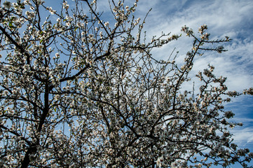Close-up Macro Photography Almond Blossom Almond Tree in Bloom and Branches of Almond Blossom with Selective Focus Sardinia Countryside