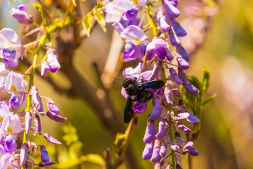 Close-up image with a bumblebee with pollen on him pollinating in a Glycine sinensis flower