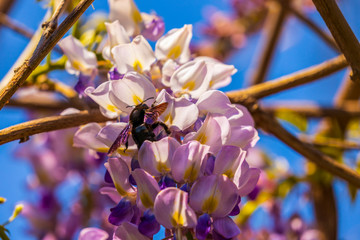 Close-up image with a bumblebee with pollen on him pollinating in a Glycine sinensis flower