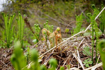 雪解けしたところから山菜が生える雪国の春の大地