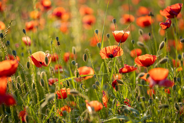 Fototapeta premium Flower Meadow Summer Meadow Poppy Meadow Mak w makro wieczorem światło słońca