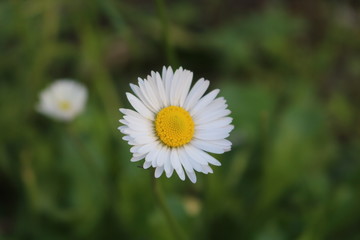 Obraz premium white daisy flower
