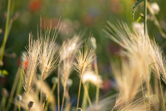 Sommerwiese Wildwiese Wildblumen Weizenhalm Halm im Abendlicht Sonnenuntergang Makro Nahaufnahme