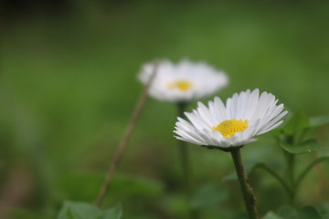 white daisy flower