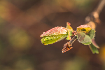 closeup of a tree bud. young green bud on a branch with dew drops.
