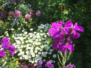 Purple flower of Oaraseito which is the scientific name Orychophragmus violaceus
