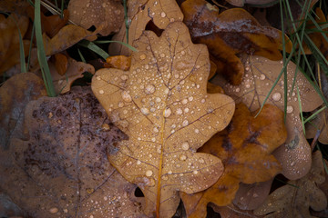 dry oak leaves in dew drops