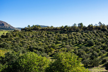 Fototapeta na wymiar Italy Sardinia Photograph of Landscape Countryside with Olive Trees and Spontaneous Vegetation