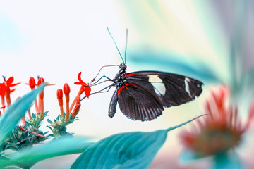 Beautiful  heliconius  butterfly  sitting on flower in a summer garden © blackdiamond67