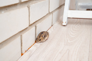 mice or hamsters run all over floor in house.