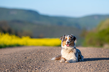 Australian Shepherd lying on path through sunset