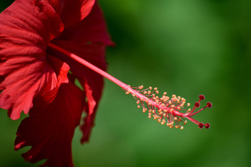 closeup shot of  Indian hibiscus flower