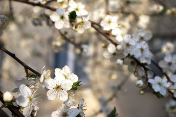Cherry blossom, tree branches flowering. Spring and beauty concept.