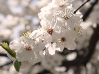 Cherry blossom, tree branches flowering. Spring and beauty concept.