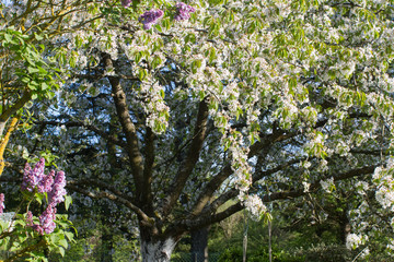 Fototapeta na wymiar generous cherry blossom tree with purple lilac in springtime garden