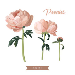 Peonies collection. Hand drawn vector nature elements for your beautiful design isolated on white background. Realistic style. - 343814075