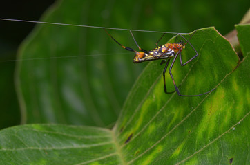 close up image of a Golden Silk Orb-weaver Spider - Nephila pilipes