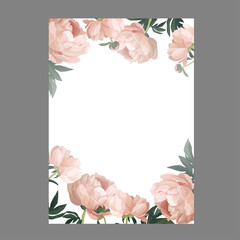 Peonies banner  soft background. Hand drawn nature elements on white. Space for text. Vector banner.