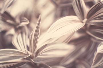 abstract background from plants in soft pink colors © Алёна Владимировна