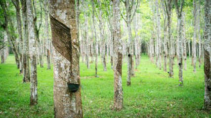 Tapping latex rubber tree, Rubber tree Latex extractted from rubber tree.
