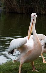 pelican on the beach