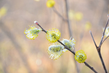 Blooming willow on a pastel background. Incomplete focus