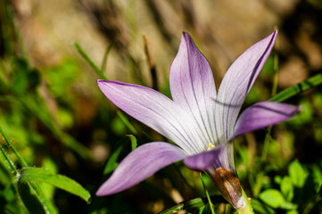 Macro Photography Crocus Spring Flowers Photographed in the Sardinian Countryside with Selective Focus, Blurred Background and Small Depth of Field