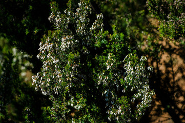 Fototapeta premium Macro Close-up Photography Wild Heather in Nature Sardinia