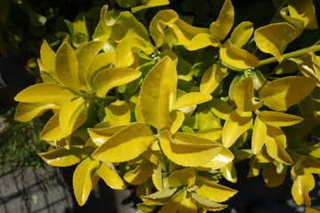 春の日本の黄色い葉の街路樹