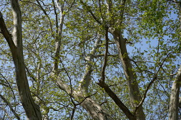 Grüne Blattlandschaft einer alten Platane im Tiergarten (Berlin)