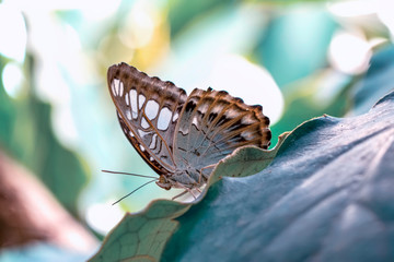 Closeup beautiful butterfly in a summer garden