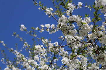branches of cherry blossoms or cherries on the background of a bright blue sky