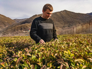 A young man examines the leaves of green tea bushes against a background of high mountains. The most northern tea in the mountains of the Caucasus.