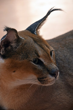 Karakal Bilder Durchsuchen 2,986 Archivfotos, und