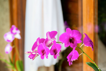 Soft focus on a brown window frame with a white curtained window in the background, and a close-up of a pink orchid flower