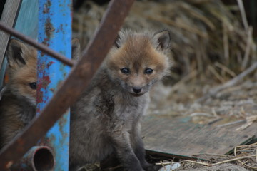 Baby red fox ventures out and explores outside its den