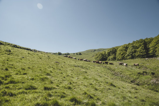 Transhumance des vaches dans le Cantal, France