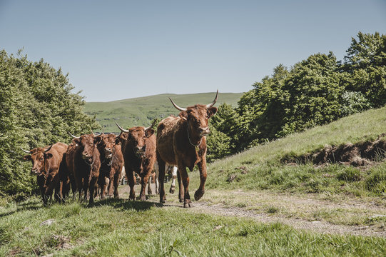 Vaches Salers en estive dans le Cantal, France