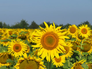 Sunflowers field and clear blue sky. Picturesque rural landscape in sunny day, concept for production of sunflower oil