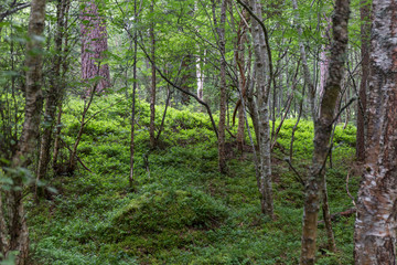 interior of a Scottish forest with abundant green vegetation and trees, during the spring